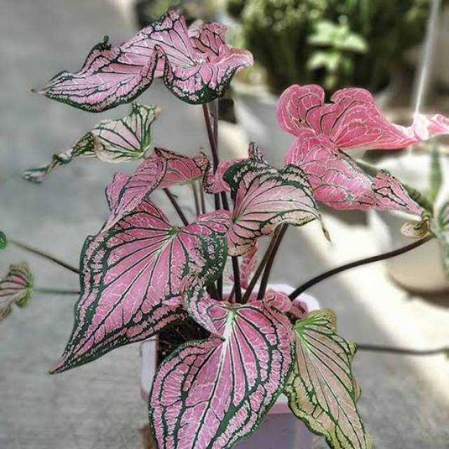 tanaman hiaa keladi wayang - keladi merah - keladi amazon wayang (BISA COD)
