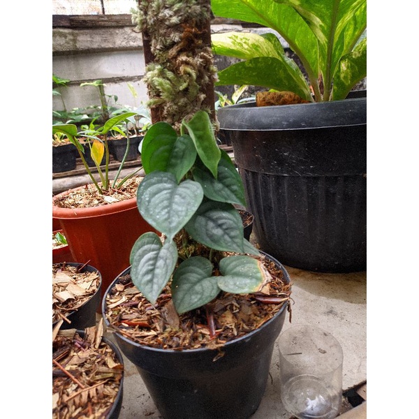 Scindapsus Lucens Rawatan