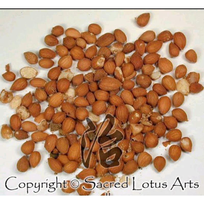 

300 G GR GRAM YU LI REN SEMEN PRUNI CHINESE DWARF CHERRY SEED SEEDS BUSH CHERRY PIT