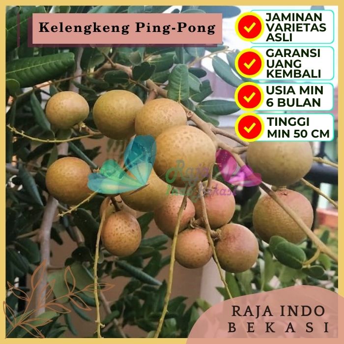 Bibit Tanaman Buah KELENGKENG PINGPONG Premium