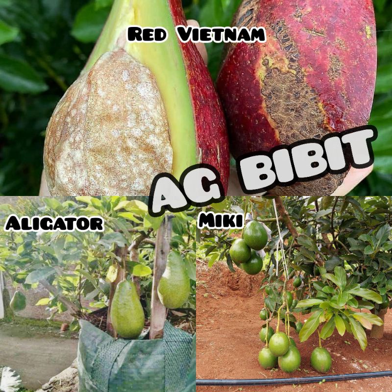Paket Hemat 3 Bibit Alpukat Aligator, Miki, Red Vietnam