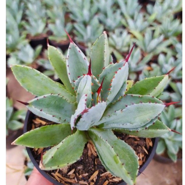 agave potatorum cubic