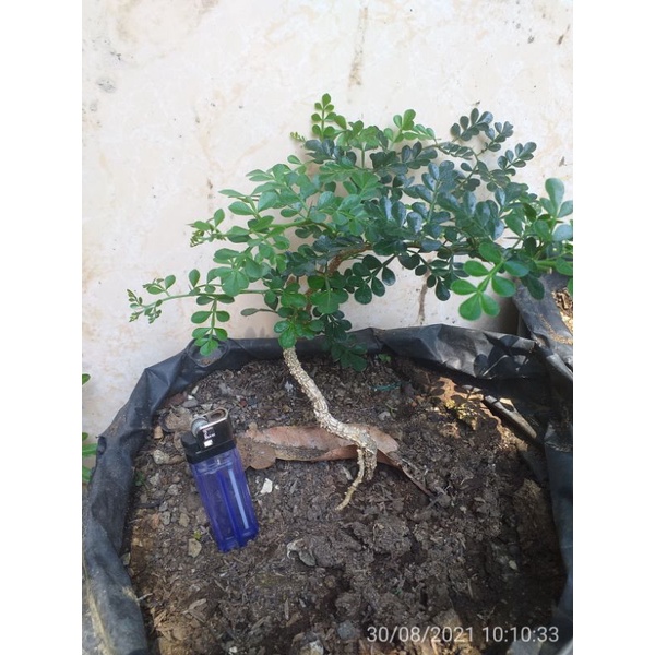 Bibit bonsai kawista batu
