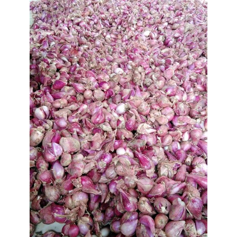 

bawang merah bawang asli berebes pilihan grand 1 kg