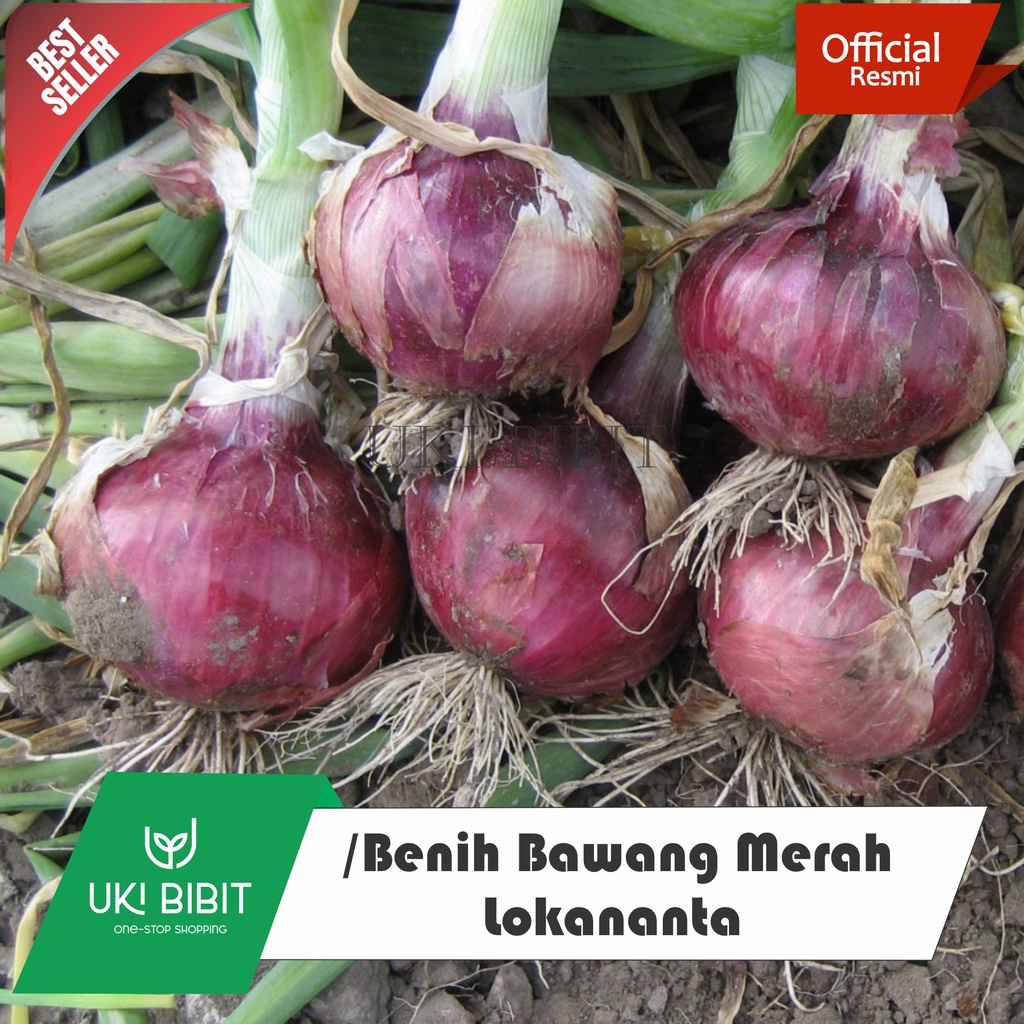 ( 10  Butir ) Benih Biji Bawang Merah Lokananta