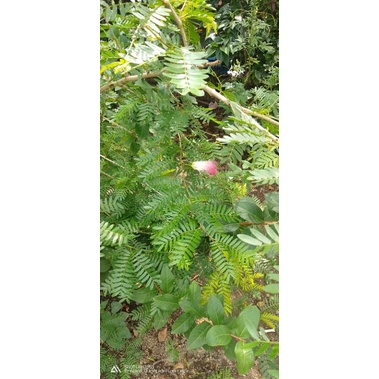 Kaliandra surinamensis