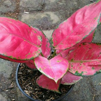 Aglaonema Red Venus