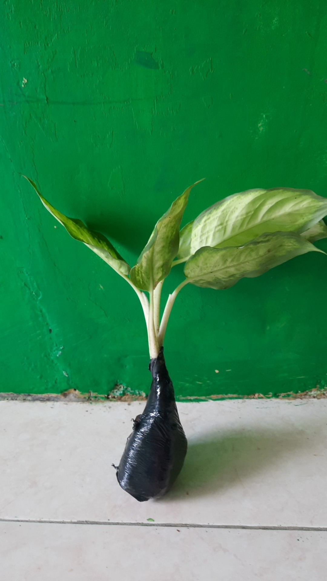 Tanaman Blanceng Susu / Pohon Blanceng Susu