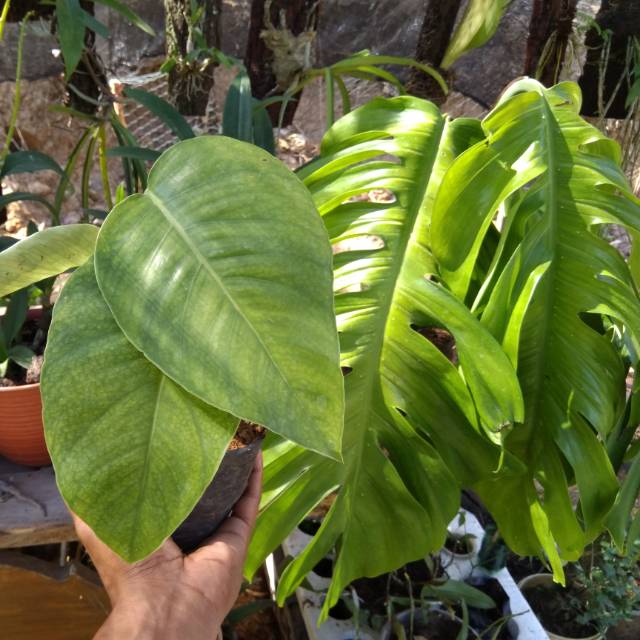 Jenis Monstera  Ekor  Naga 