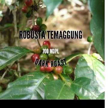 

kopi dark roast temanggung 500 gram
