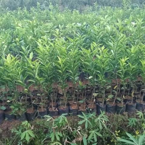 Bibit jeruk keprok batu 55