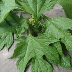 

Daun insulin daun kipahit 10 lembar