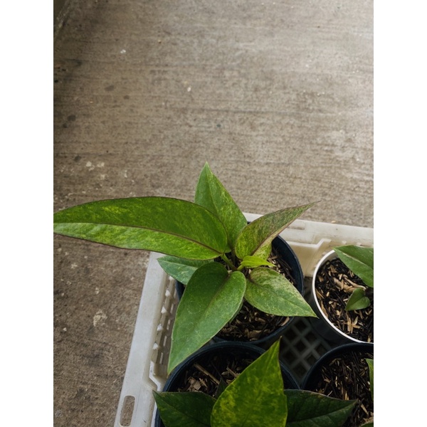 hookeri pink varigata