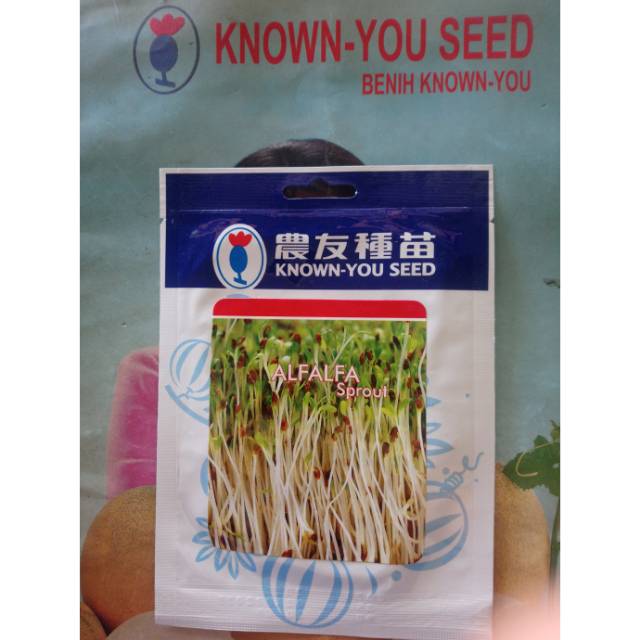 Benih ALFALFA