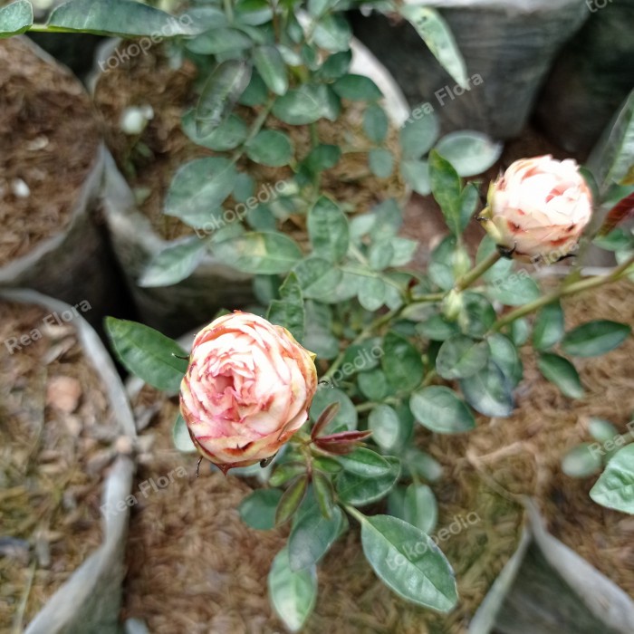 Bunga Mawar Import Snapdragon pohon hidup