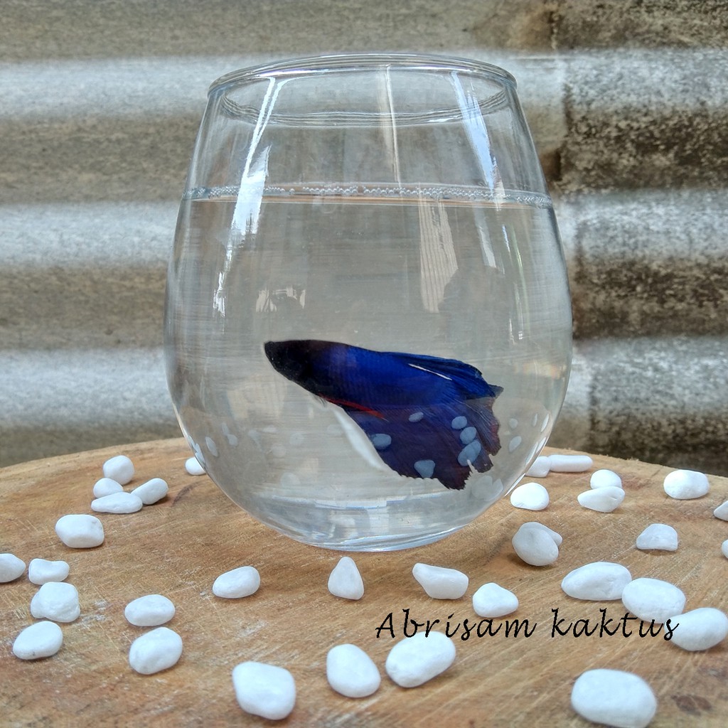 GELAS AQUARIUM MINI TANK CUPANG GLASS BUBBLE BALL TATAKAN VASQUARIUM TERRARIUM MEDIUM DEKORASI MEJA
