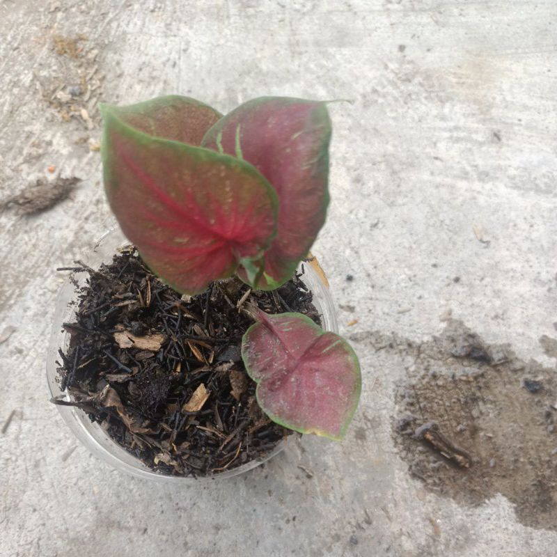 caladium red jaguar