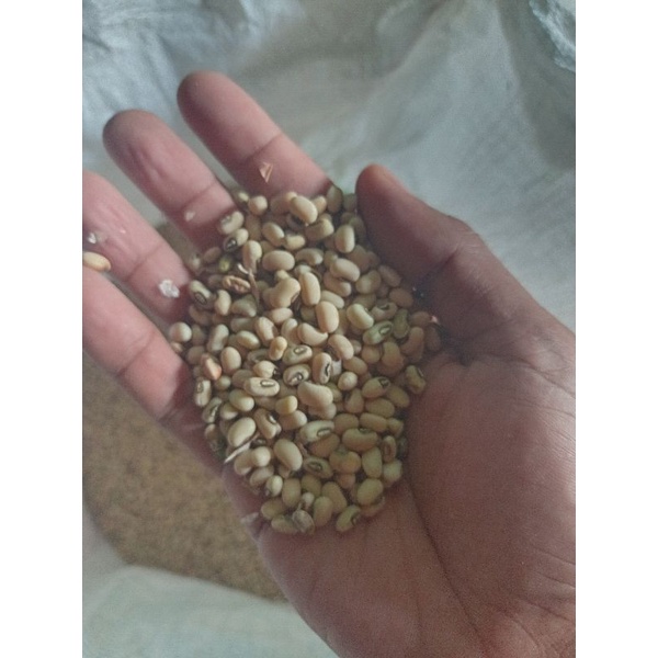 

kacang tolo putih, fresh