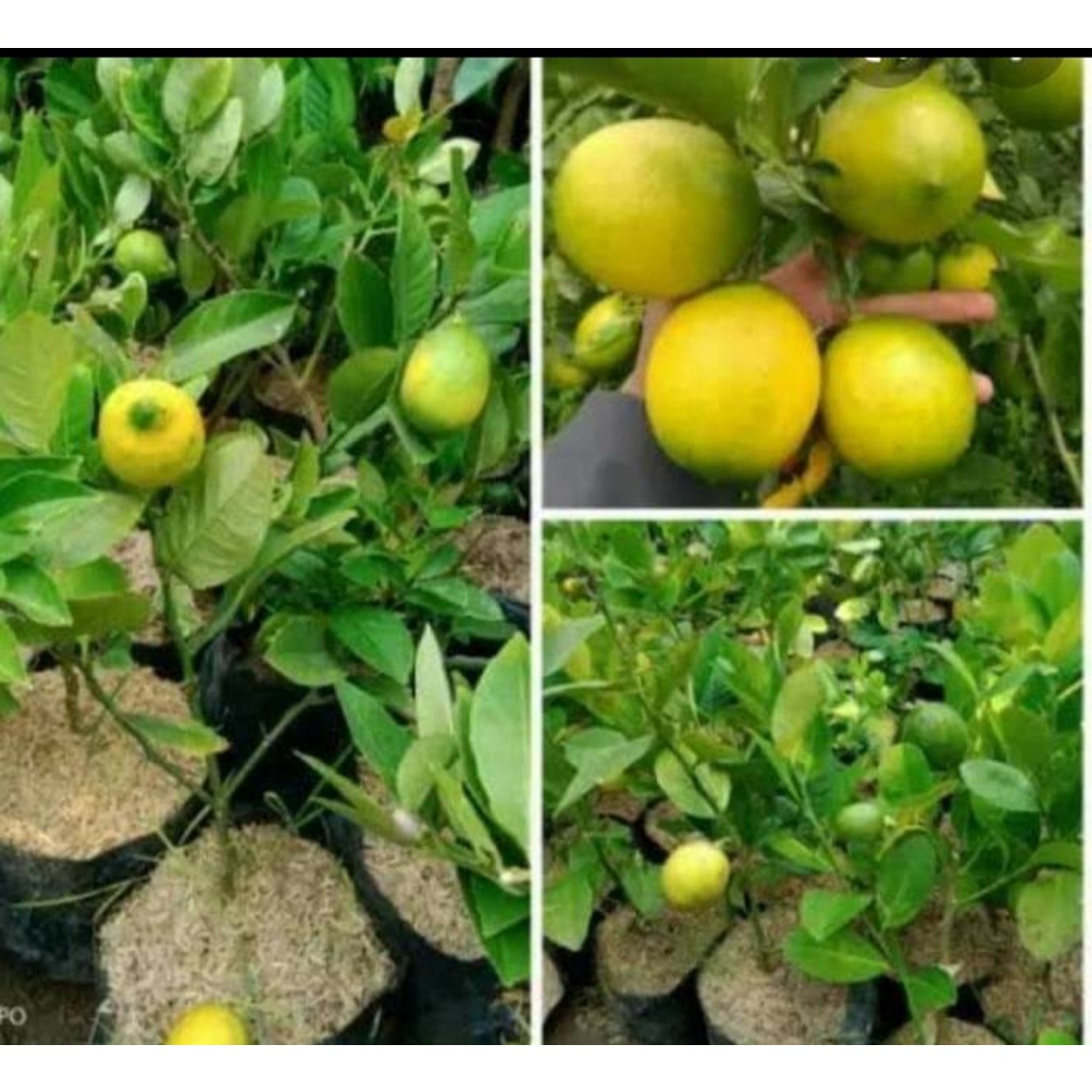 Bibit Unggul Tanaman Jeruk Lemon/Bibit Jeruk Lemon/HASIL OKULASI/