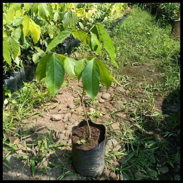 Jual Bibit Jengkol Super Pohon Jengkol