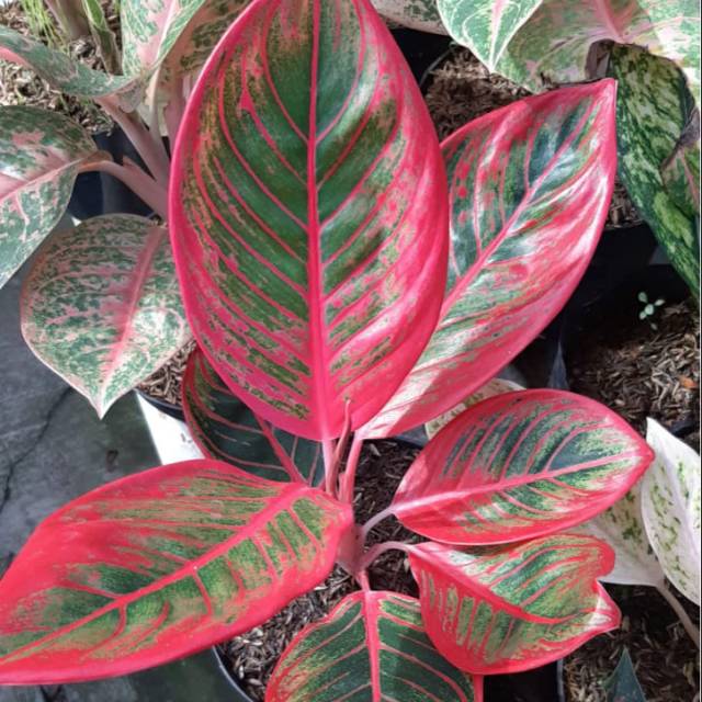 Aglonema khanza lipstik