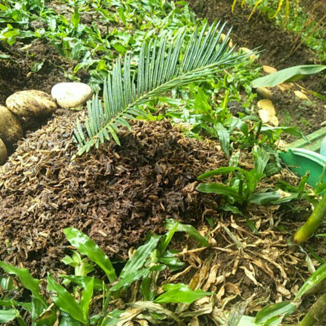 Tanaman Hias Palem Sikas-bibit Tanaman Sikas