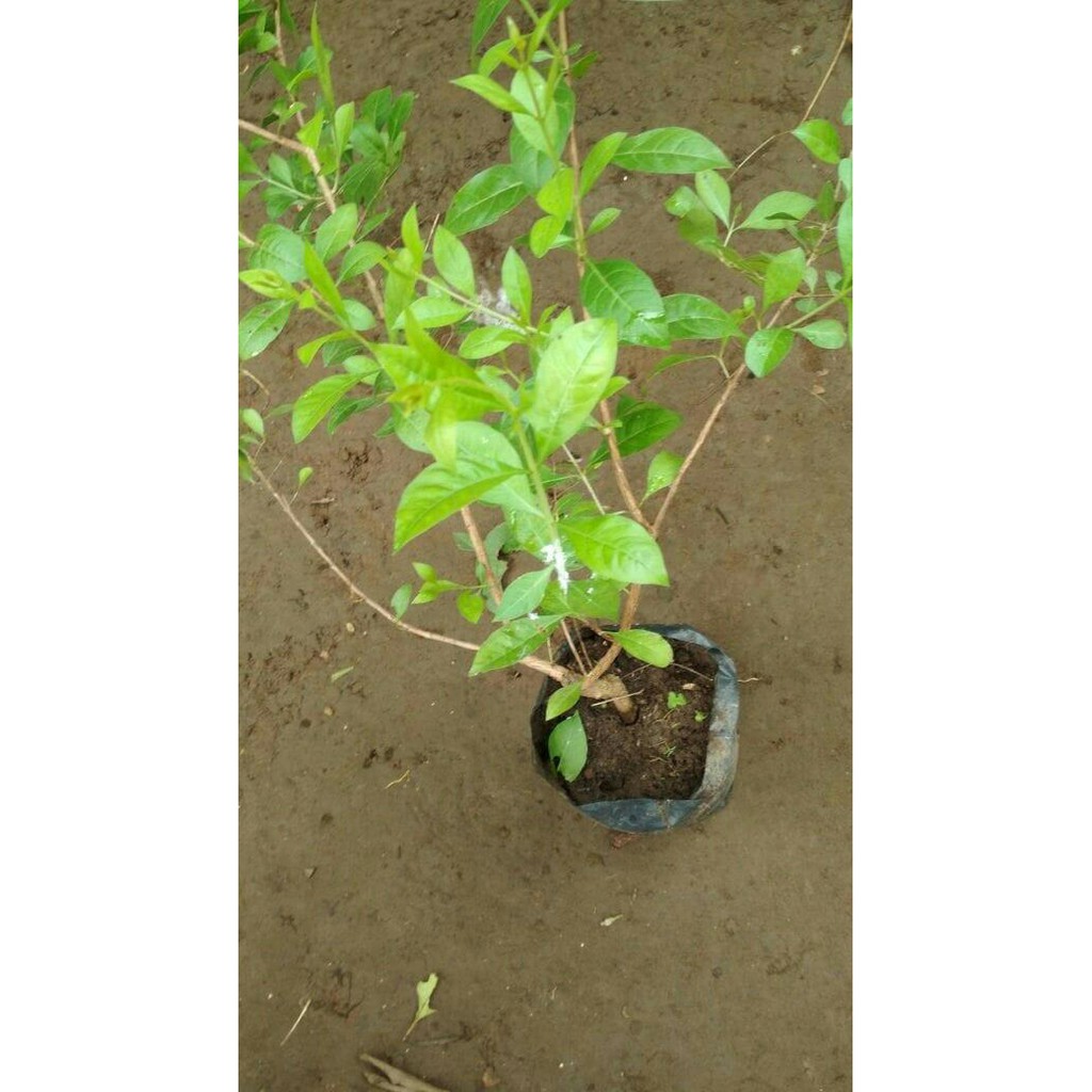 bibit tanaman pacar cina