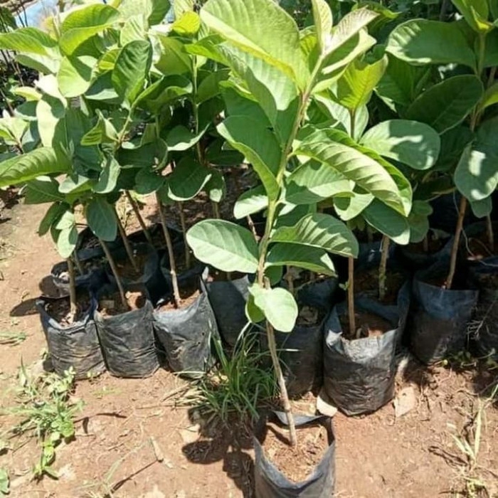 

Bibit Pohon Jambu Merah