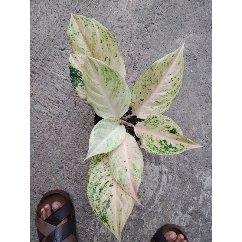 aglonema mutiara Siam