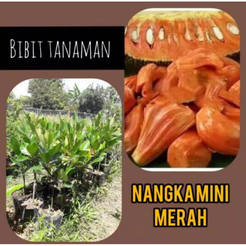 Bibit nangka mini merah