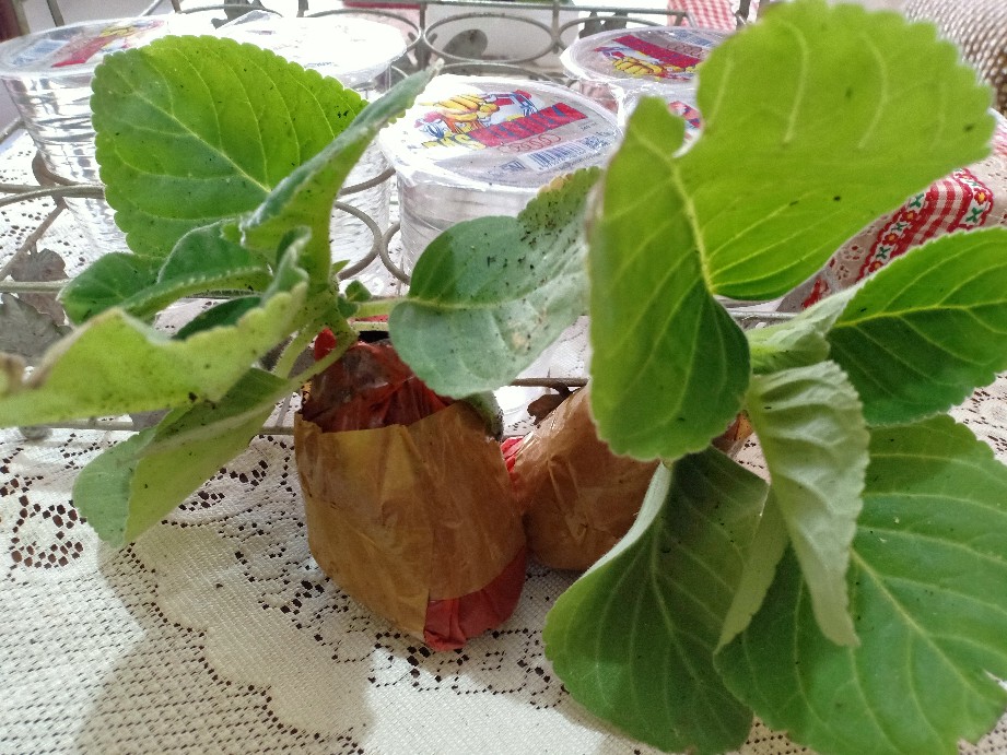 Tanaman Hias - Bunga Gloxinia - Warna Random