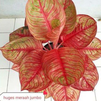 tanaman hias bonggol aglonema Dewi Hughes merah