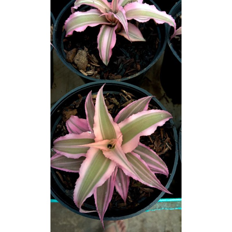 Cryptantus Coklat, Merah, Pink, Hijau