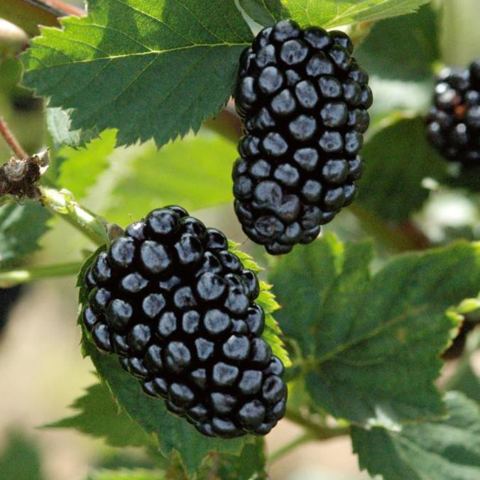 (Terbaru) Bibit Tanaman Buah Blackberry/Pohon Blackberry "