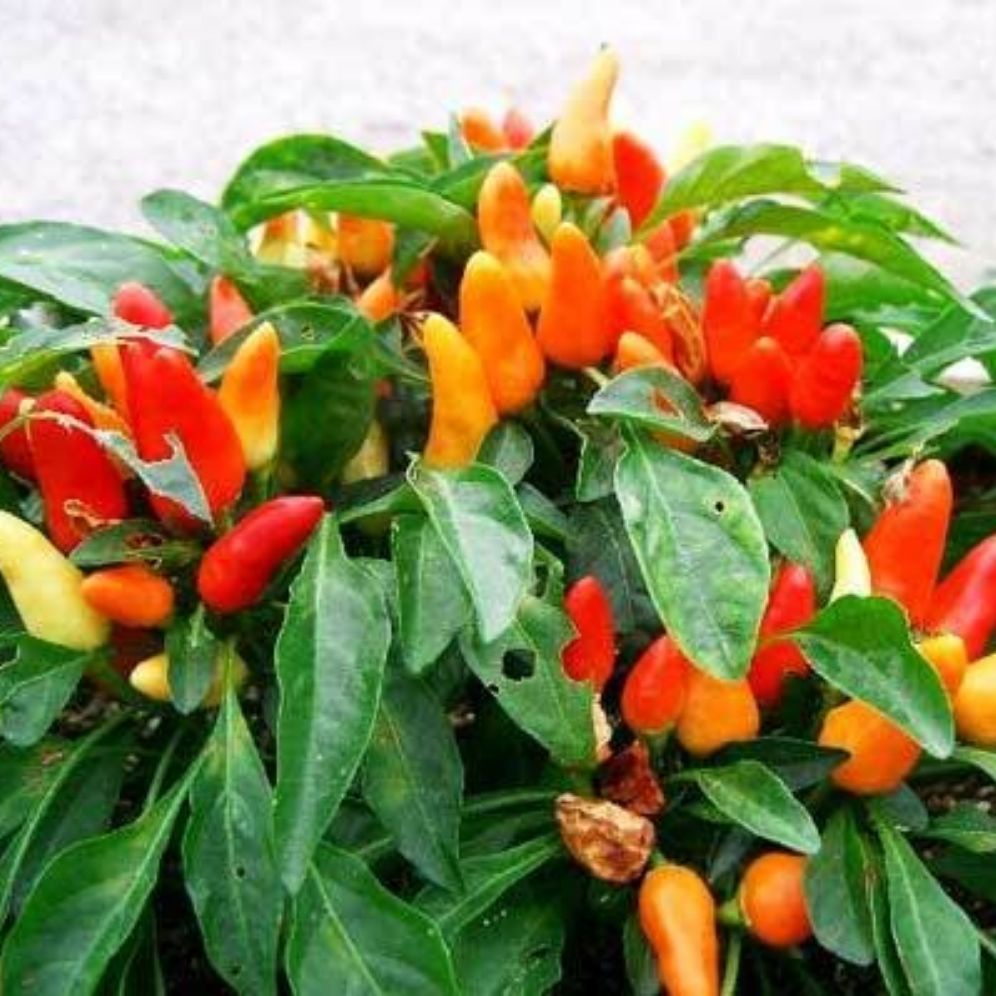 

BIBIT unggul cabe rawit setan 100biji