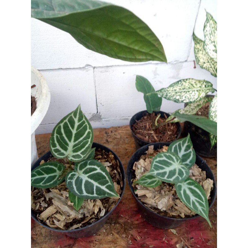 PROMO // Tanaman hias kuping gajah tarantula-Tanaman hias-Tarantula-kuping gajah-PROMO Kuping gajah