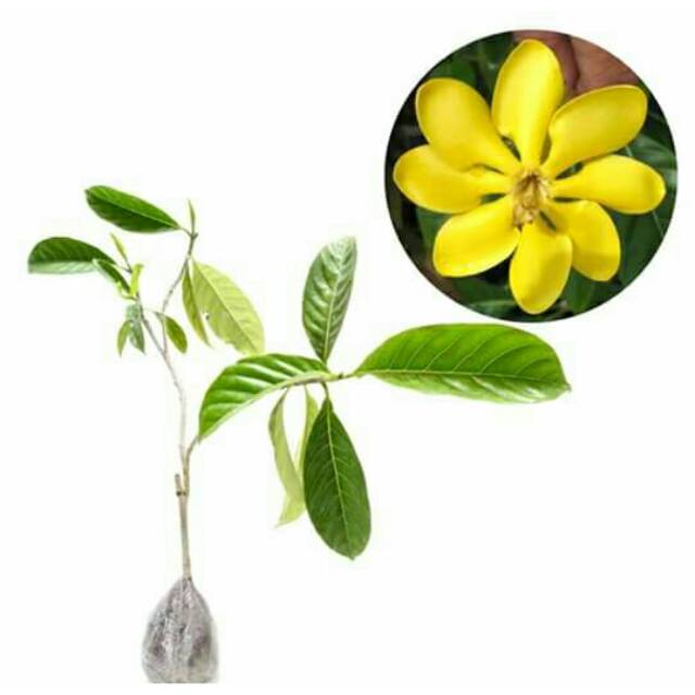 Tanaman hias gardenia carinata