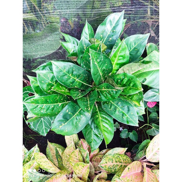 aglonema big roy mutasi hijau