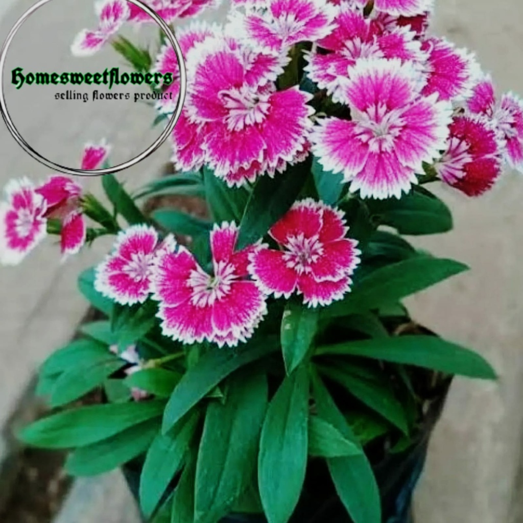 TANAMAN HIAS ANYELIR BERBUNGA CANTIK REAL PICT