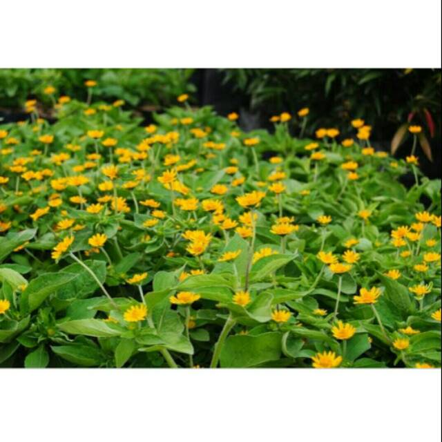 Tanaman Hias Bunga Matahari Shopee Indonesia