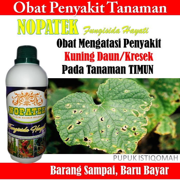 Obat NOPATEK Timun - Obat Atasi Penyakit Kuning Daun/Kresek Pada Tanaman Timun - Nopatek Fungisida H