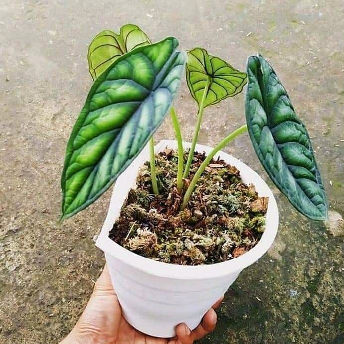 ALOCASIA DRAGON SCALE Tanaman indoor alocasia dragon scale