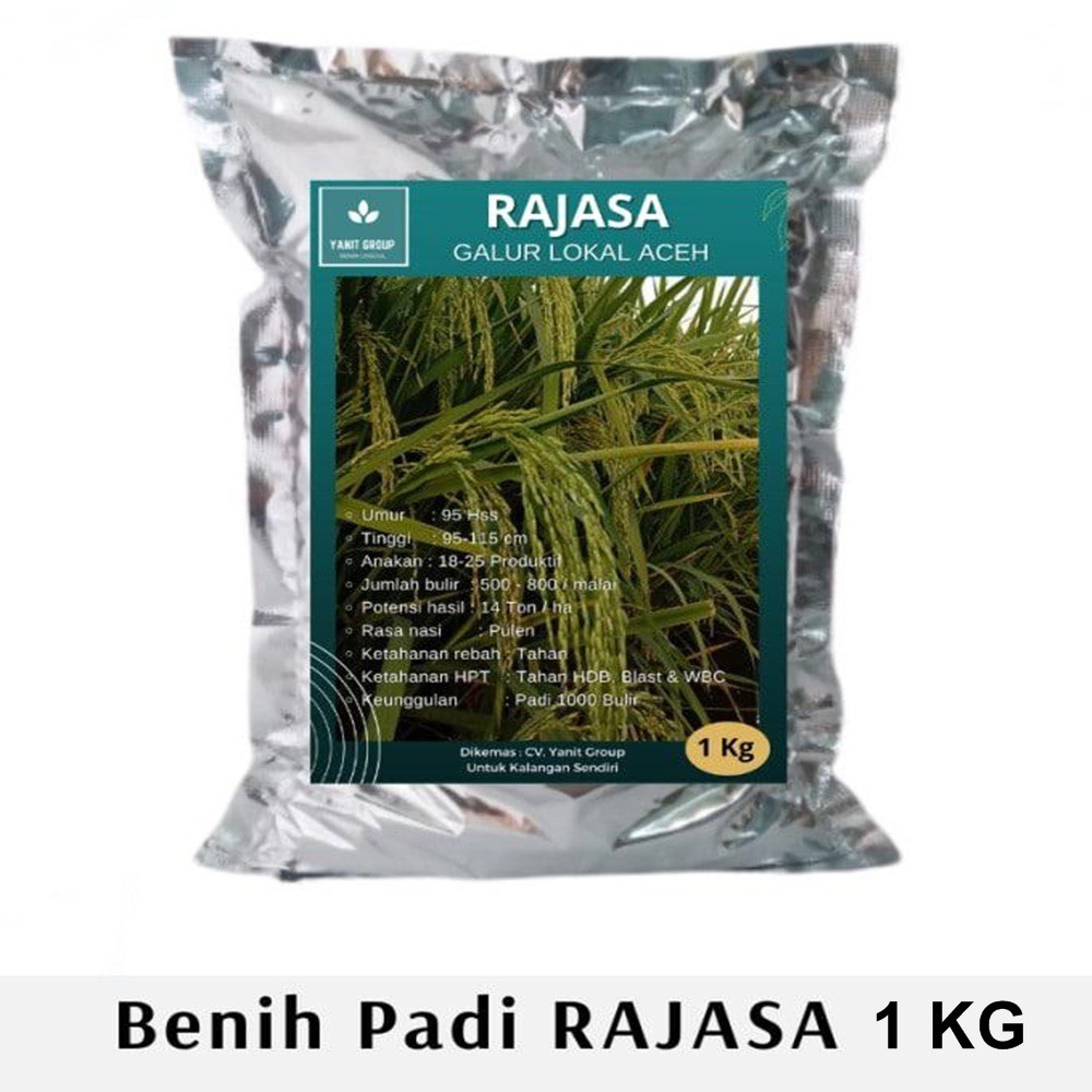 Benih Padi Rajasa 01 1 Kg 1000 Original Gabah Super Pulen Termurah