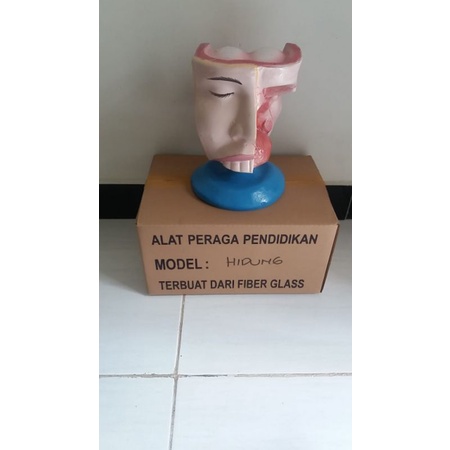 

Model Hidung Manusia