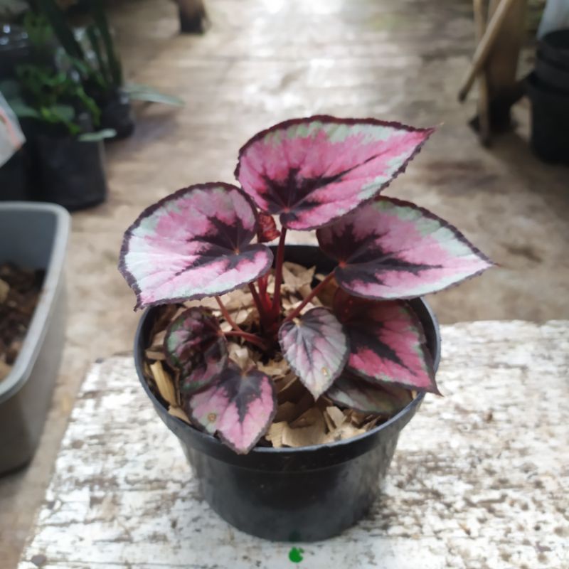 Begonia Tricolor rex || begonia Regal