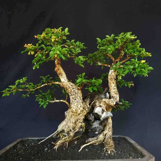 Bonsai Pohon Legundi Cascade Prospek Istimewa Shopee Indonesia