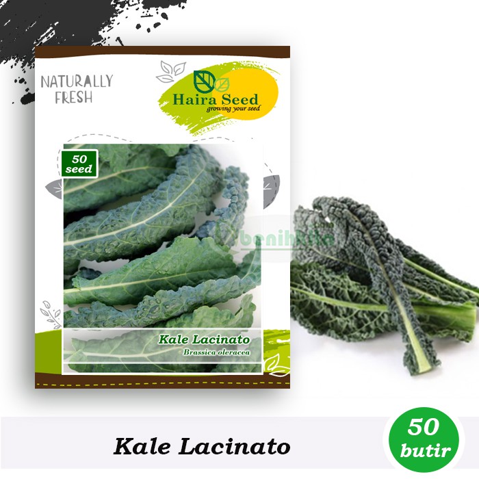 Benih-Bibit Sayuran Kale Lacinato (Haira Seed)