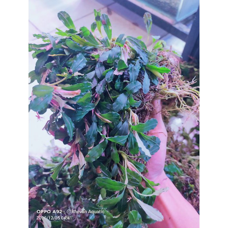 promo... Buce kiloan