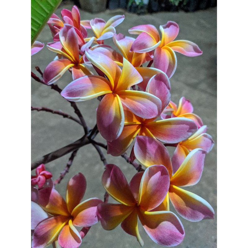 Shopee Indonesia Jual Beli Di Ponsel Dan Online