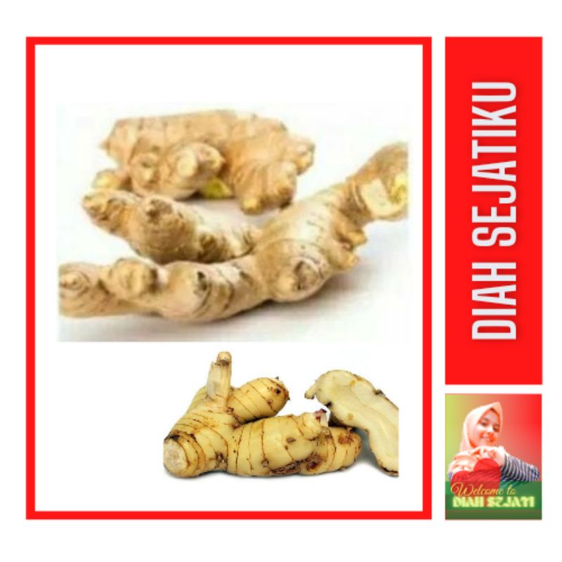 

Lengkuas / Laos 250gram (Bumbu Rempah)